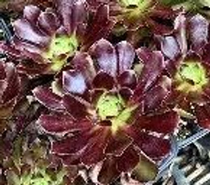 Aeonium arboreum 'Atropurpureu 14cm Aeonium arboreum 'Atropurpureu 14cm