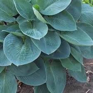 Hosta 'Blue Veil' 14cm Hosta 'Blue Veil' 14cm