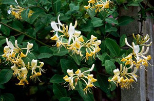 Lonicera 'Graham Thomas' 3.5L Lonicera 'Graham Thomas' 3.5L