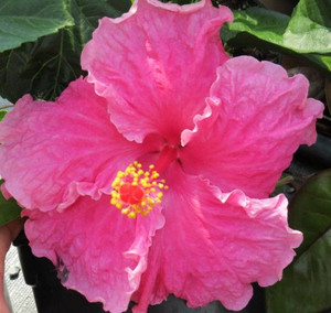 Hibiscus 'Eden Rose' 2.5L