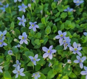 Pratia 'Blue Stars' 1L