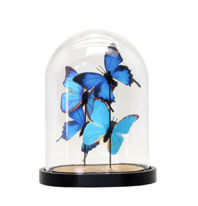Cloche - Butterflies In Blue