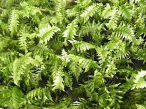 Asplenium 'Maori Princess' 2L (1202116) 2L