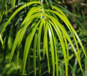 Podocarpus parlatorei 15L