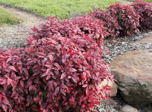 Nandina domestica 'Blush' 2L