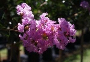 Lagerstroemia indica 'Best Red 2.5L
