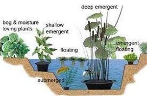 Aquatic Plant - Bog-Marginal L 2.5L