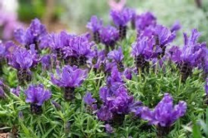 Lavender 'The Prince' 9cm