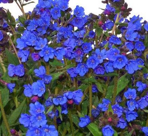 Pulmonaria 'Cobolt' 9cm