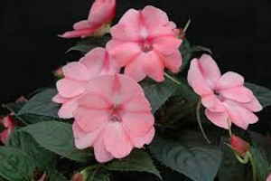 Sunpatiens 'Assorted' 2.5L (78640) 1.5L (1202179) 1.5L
