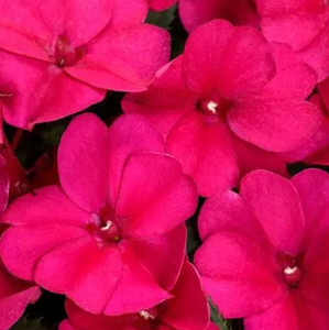 Sunpatiens 'Assorted' 2.5L (78640) 1.5L (1202183) 1.5L
