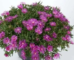 Delosperma 'Earlybird Purple' 1.5L