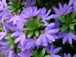 Scaevola 'Amethyst' 14cm