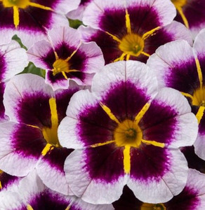 Calibrachoa calitastic 'Bordea 14cm