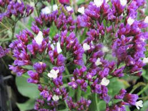Limonium 'Salt Lake' 2L