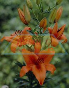 Potted Asiatic Lily Assorted