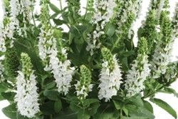 Salvia nemorosa 'Apex White' 2L