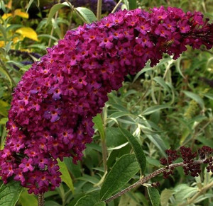 Buddleja 'Royal Red' 3.5L