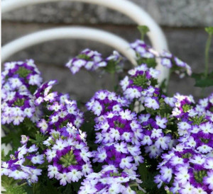Verbena 'Hurricane Blue' 1.5L
