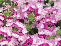 Verbena 'Hurricane Pink' 1.5L