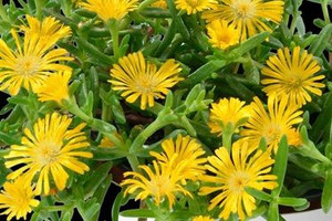 Delosperma 'Sandgem Yellow' 1.5L