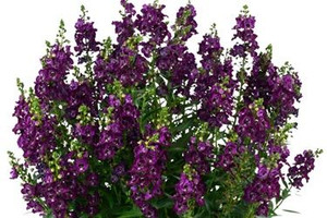 Angelonia alonia 'Big Grape' 1.5L