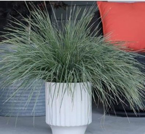 Lomandra 'Arctic Frost' 1.3L (99661) 4.5L