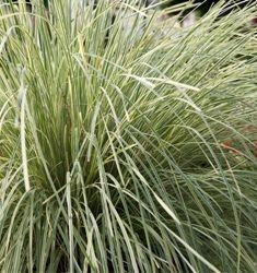 Lomandra 'White Sands' 6L (115802) 6L