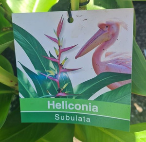 Heliconia subulata 8.5L