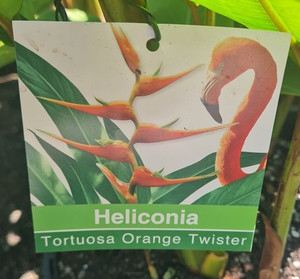 Heliconia 'Orange Twister' 8.5L
