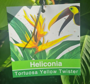 Heliconia tortuosa 'Yellow Twi 8.5L
