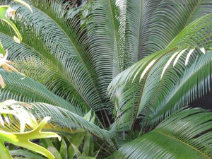 Lepidozamia peroffskyana 5L