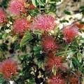 Calliandra 'Blushing Pixie' 3.5L