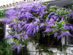 Petrea volubilis 3.5L
