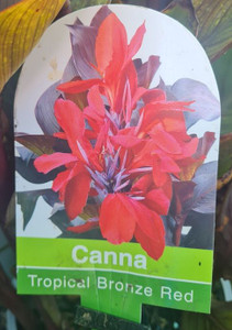 Canna 'Tropical Bronze Red' 2.5L
