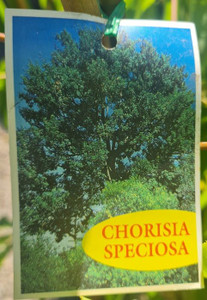 Chorisa speciosa 6L