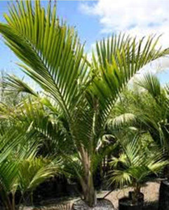 Rhopalostylis baurei 6L