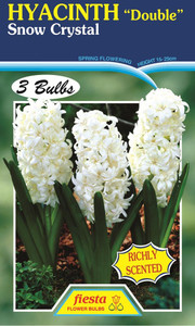 Hyacinth Double 'Snow Crystal'