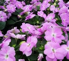 Sunpatiens 'Assorted' 2.5L (78640) 1.5L (1202181) 2L (1202264) 1.5L (104005) 1.5L