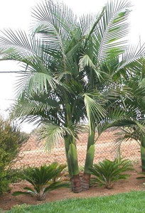 Archontophoenix cunninghamiana 45L (82616) 35L