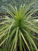 Beaucarnea recurvata 7.5L