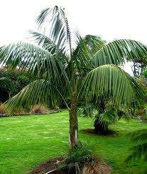 Howea forsteriana - Multi 35L