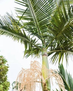 Archontophoenix cunninghamiana 45L (82616) 5.5L