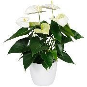Anthurium 'Samora White' 12cm