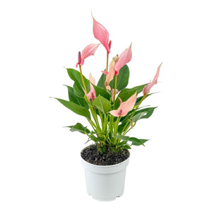 Anthurium 'Lilli' 12cm