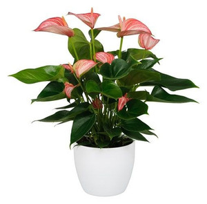 Anthurium 'Livium' 12cm