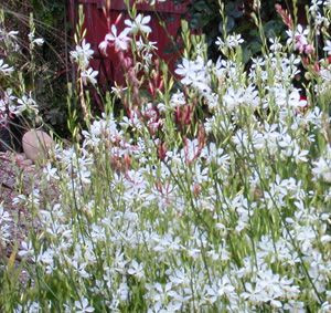 Gaura lindheimeri 'So White' 2.5L