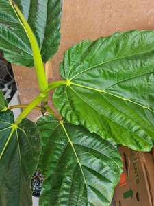 Ficus dammaropsis 15L