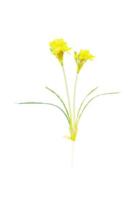 Flower Stem - Jonquil Yellow