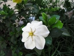 Gardenia 'Fragrant Star' 2L